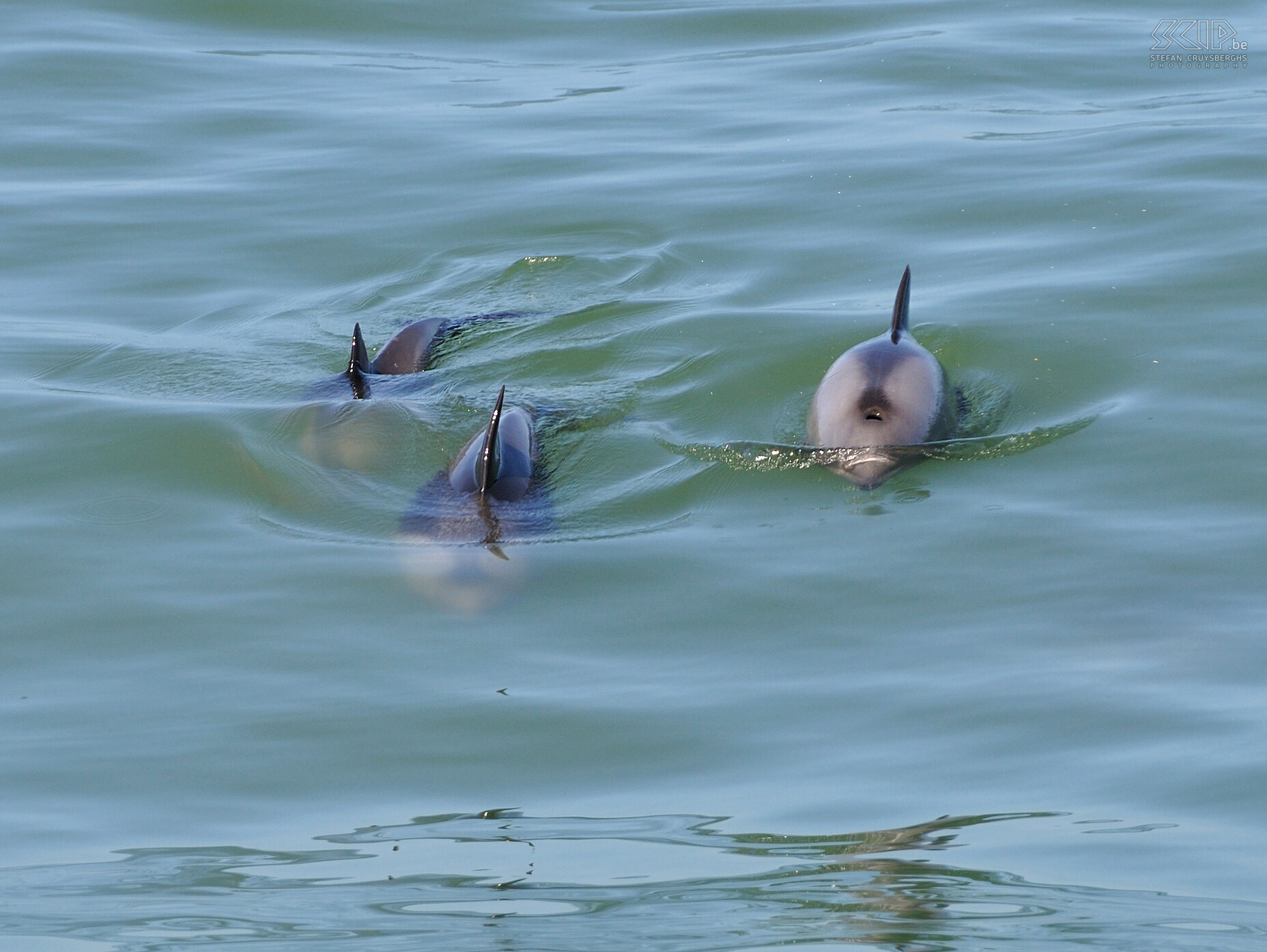 Walvisbay - Dolphins  Stefan Cruysberghs